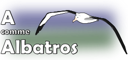 A comme Albatros