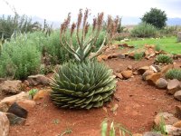 Aloes spiralé, emblème du Lesotho