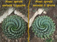 Aloes spiralé à Mokothlong : forme sénestre et forme dextre