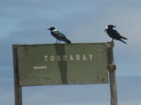 corvidés à Torra Bay (Skeleton Coast)