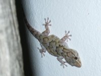 gecko à Windhoek