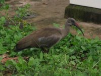 ibis dans la rue à Durban (Afrique du Sud)