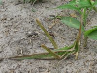 Un insecte dans le Delta de l'Okavango. J'ai vu des insectes très similaires en Chine et aussi en Corée du Sud.