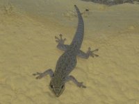 gecko à Livingstone