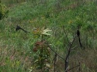 oiseaux à longue queue à Malolotja (Swaziland)