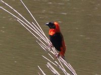 oiseau rouge très territorial à Mlilwane