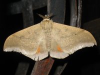 papillon de nuit à Malealea