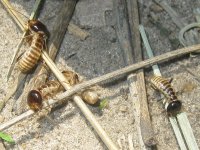 termites au travail (Delta de l'Okavango)