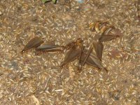 termites : envol des individus sexués