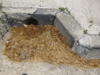 termites : le lendemain du vol nuptial