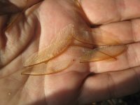 termites : détail des ailes détachées