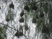 nids de tisserins à Mokolodi (Botswana)