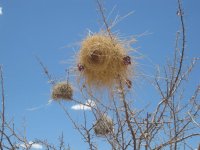 nide de tisserins près de Khorixas (Namibie)