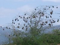 nids de tisserins à Ezulwini (Swaziland)