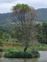 nids de tisserins à Mlilwane (Swaziland)