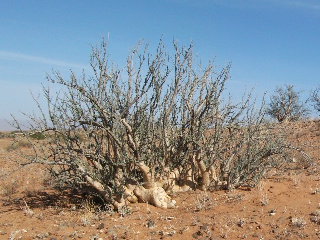arbre_rabougri_damaraland.jpg - Arbre rabougri au Damaraland (Namibie)