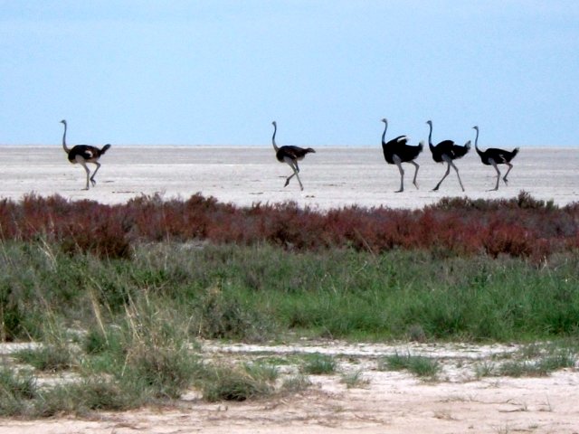 autruches_etosha.jpg - Autruches dans le Parc d'Etosha (Namibie)