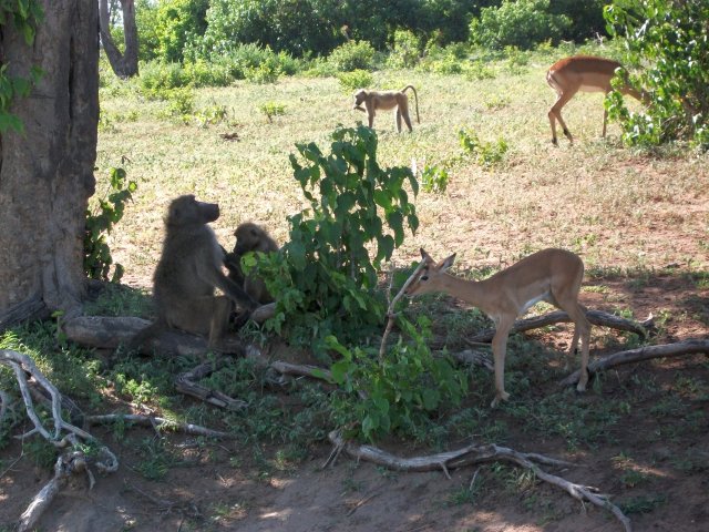 babouins_et_impalas_chobe.jpg - Babouins et impalas Parc de Chobe (Botswana)