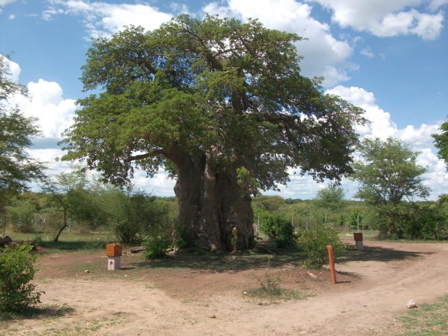 baobab_kasane.jpg - Baobab à Kasane (Botswana)