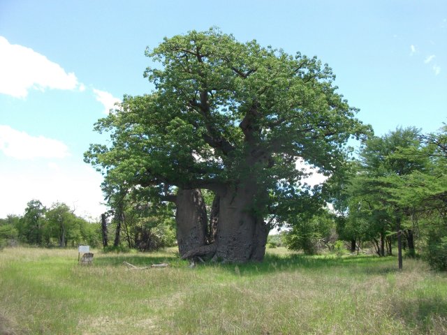 baobab_region_tsumeb.jpg - Grand baobab près de Tsumeb (Namibie)
