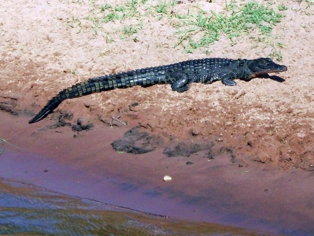 crocodile_chobe_01.jpg - Crocodile du Nil Parc de Chobe (Botswana)