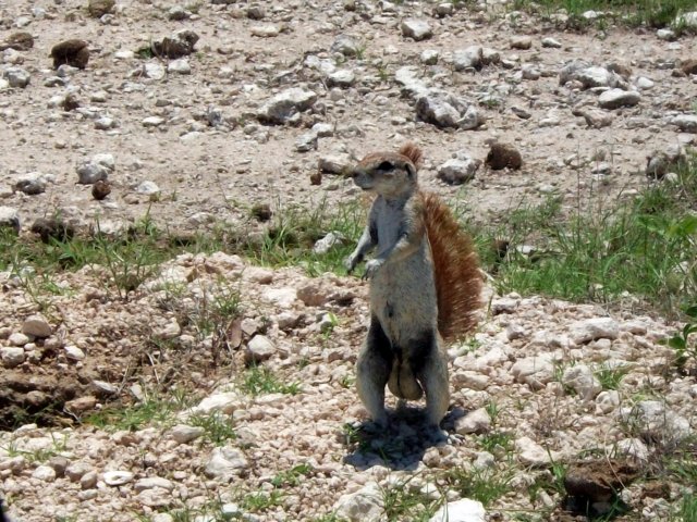 ecureuil_de_terre_etosha.jpg - Écureuil de terre dans le Parc d'Etosha (Namibie)
