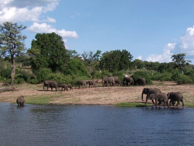 elephants_chobe_01.jpg - Éléphants Parc de Chobe (Botswana)