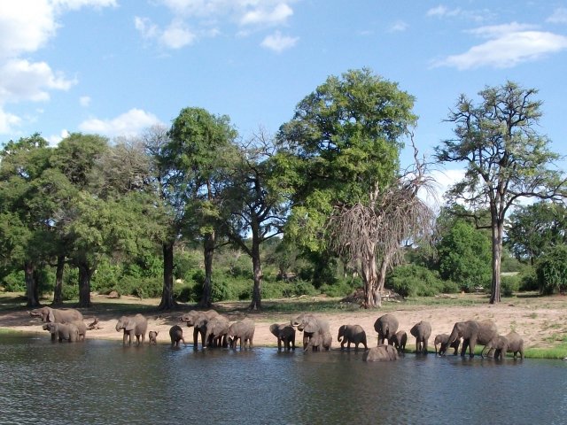 elephants_chobe_02.jpg - Éléphants Parc de Chobe (Botswana)