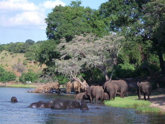elephants_chobe_03.jpg - Éléphants Parc de Chobe (Botswana)