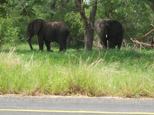 elephants_route_chobe.jpg - Éléphants dans le parc de Chobe (Botswana)