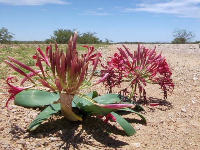 fleur_damaraland.jpg - Fleur du désert au Damaraland (Namibie)