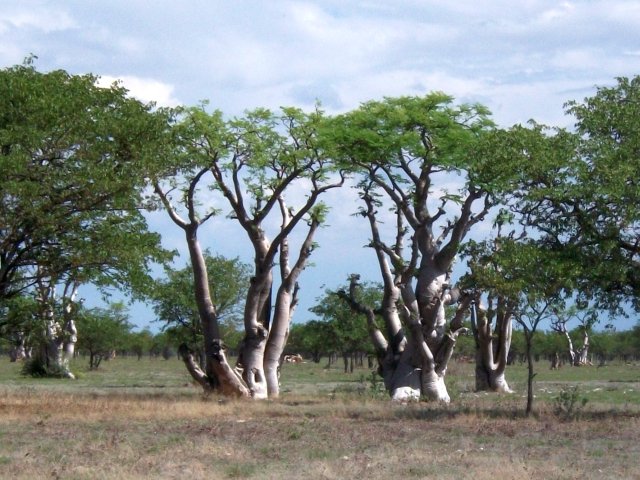 foret_fantome_etosha.jpg - Forêt fantôme dans le Parc d'Etosha (Namibie)