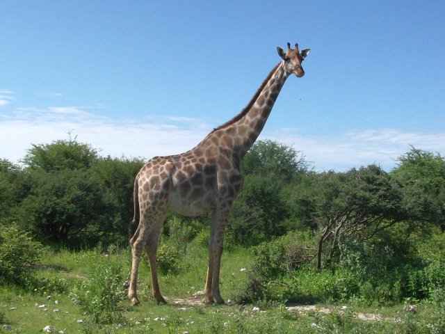 girafe_etosha.jpg - Girafe dans le Parc d'Etosha (Namibie)