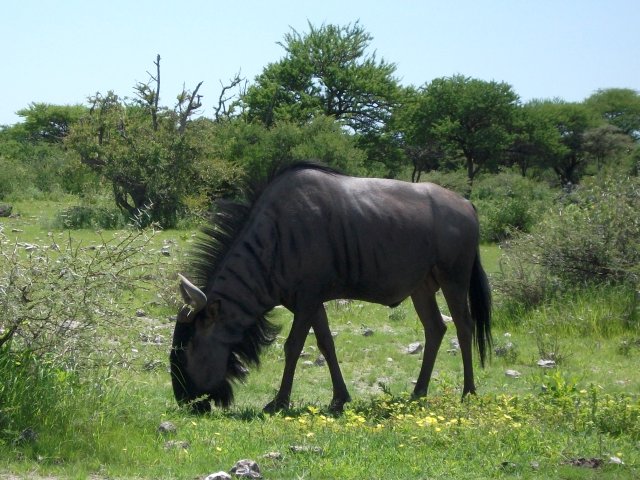 gnou_etosha.jpg - Gnou bleu dans le Parc d'Etosha (Namibie)