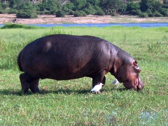 hippo_chobe_01.jpg - Hippopotame Parc de Chobe (Botswana)