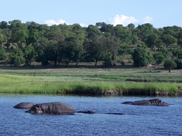 hippo_chobe_02.jpg - Hippopotames Parc de Chobe (Botswana)