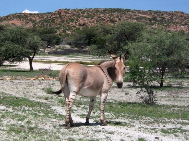 hybride_zebre-anesse.jpg - Hybride Zèbre - Ânesse près de Bull's Party (Namibie)
