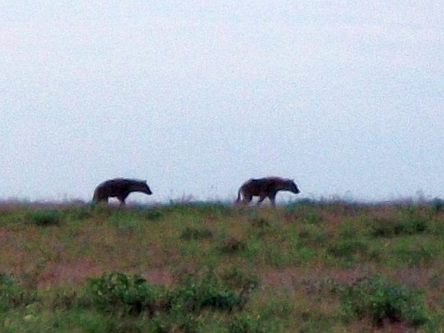 hyenes_etosha.jpg - Hyènes dans le Parc d'Etosha (Namibie)