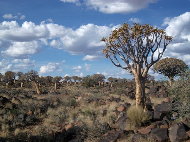 kokerbooms_01.jpg - Forêt de Kokerboom (Aloe dichotoma) près de Keetmanshoop (Namibie)