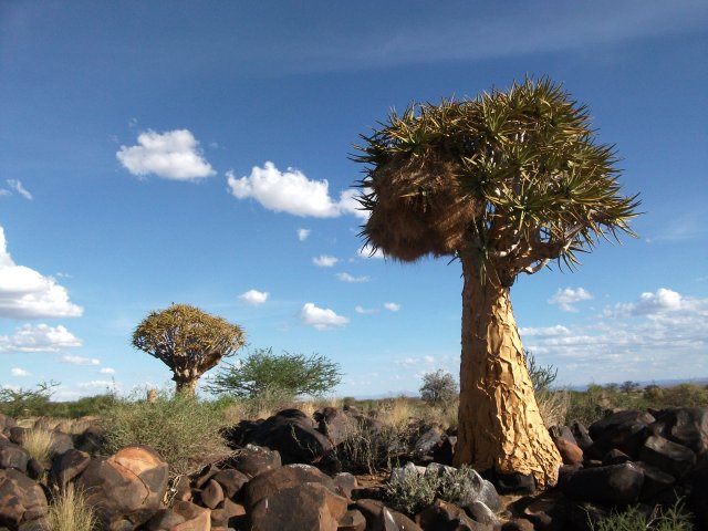 kokerbooms_02.jpg - Kokerboom avec nid de républicains près de Keetmanshoop (Namibie)