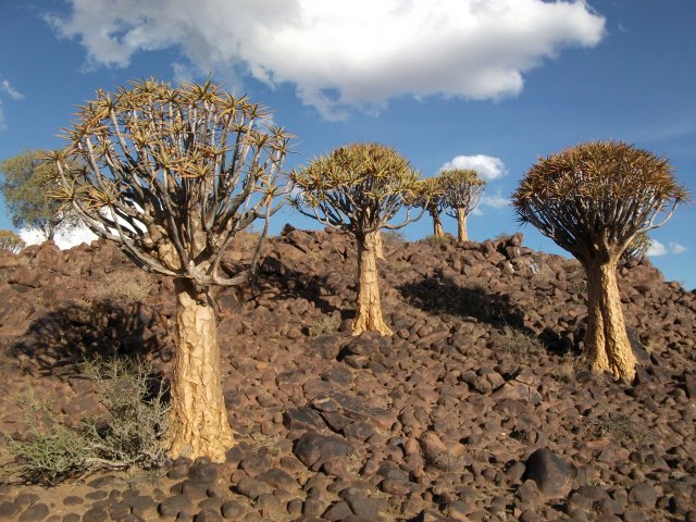 kokerbooms_03.jpg - Kokerboom (Aloe dichotoma) sur le granite (Namibie)