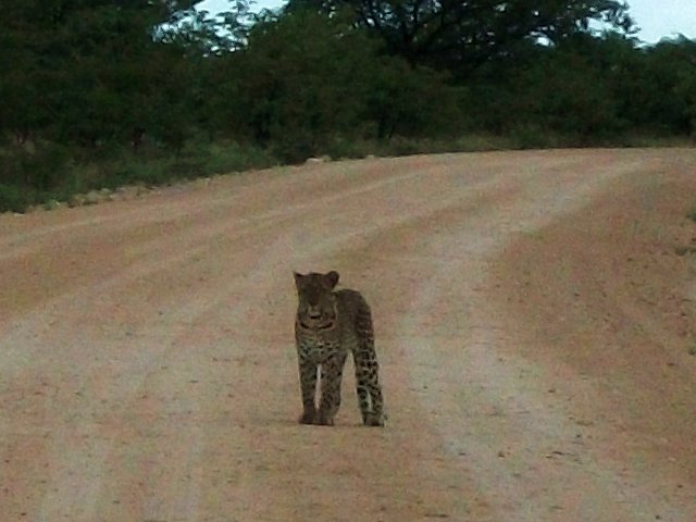 leopard_etosha.jpg - Léopard dans le Parc d'Etosha (Namibie)