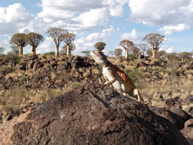 lezard_kokerbooms.jpg - Lézard et kokerboom près de Keetmanshoop (Namibie)