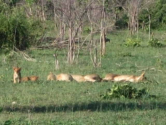 lions_chobe_01.jpg - Lions Parc de Chobe (Botswana)