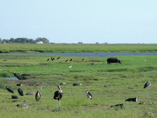 marabouts_et_hippo_chobe.jpg - Marabouts et hippopotame Parc de Chobe (Botswana)