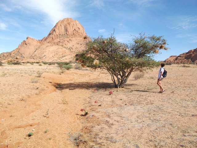massif_du_spitzkoppe_02.jpg - Massif du Spitzkoppe, acacia et nids de tisserins (Namibie)