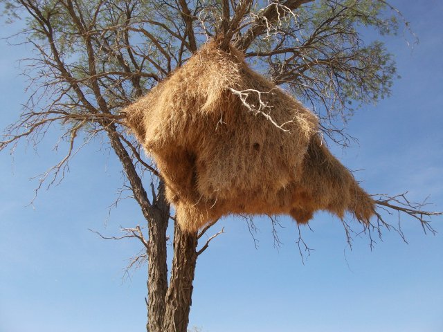 nid_de_tisserins.jpg - Un nid de républicains près de Solitaire (Namibie)