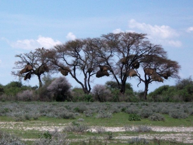 nids_de_tisserins_etosha.jpg - Nids de républicains dans le Parc d'Etosha (Namibie)