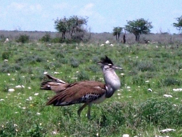 outarde_etosha.jpg - Outarde dans le Parc d'Etosha (Namibie)