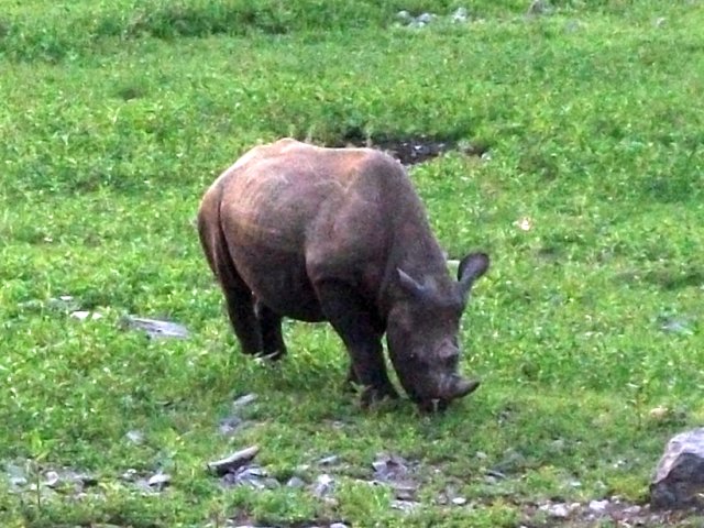 rhinoceros_etosha.jpg - Rhinoceros au point d'eau Halali dans le Parc d'Etosha (Namibie)